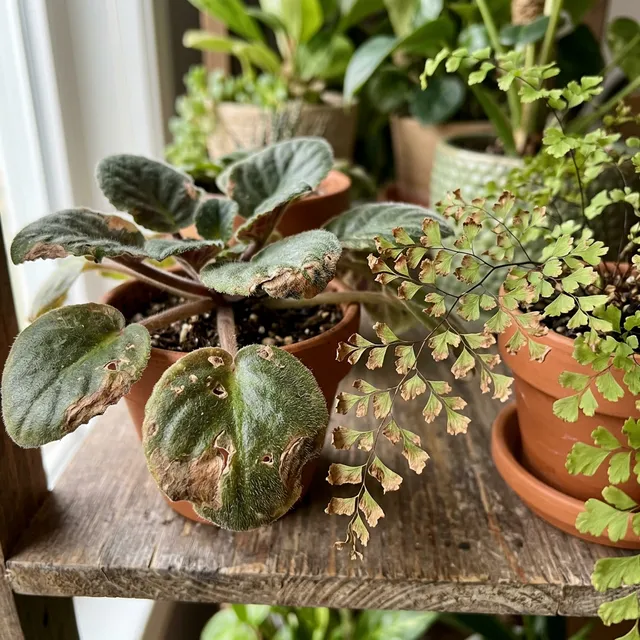 Plants Sensitive to Insecticidal Soap