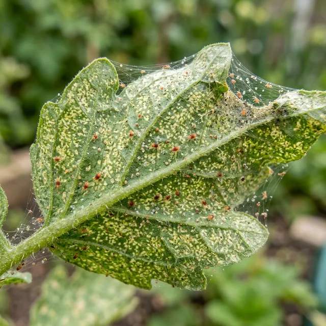Insecticidal Soap for Spider Mites