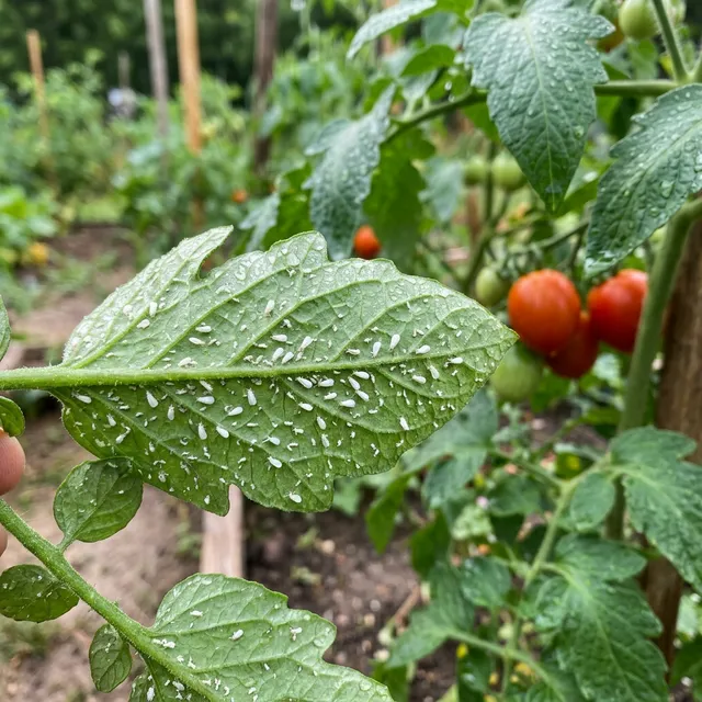 Insecticidal Soap for Tomatoes